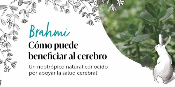 Cómo el Brahmi puede beneficiar al cerebro