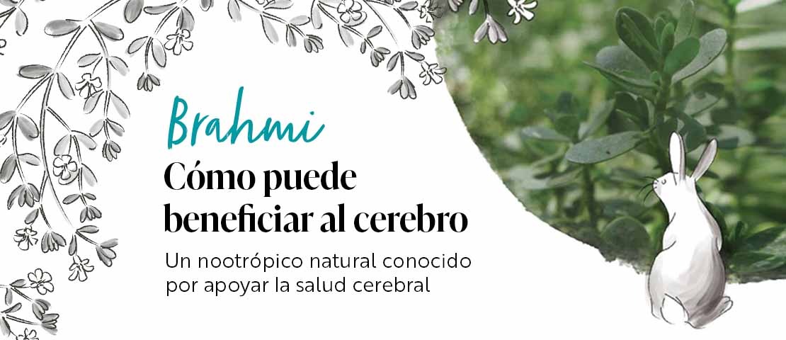 Cómo el Brahmi puede beneficiar al cerebro